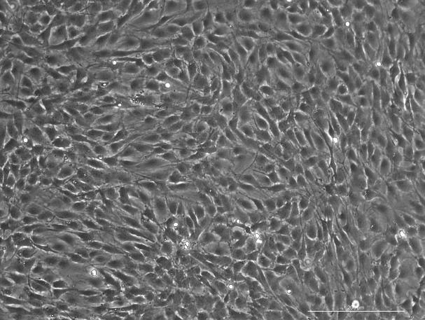 OriCell<sup>®</sup>Wistar 大鼠肌腱干细胞