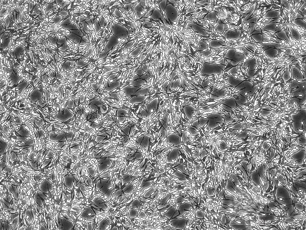 None OriCell<sup>®</sup>Psi2 DAP小鼠胚胎成纤维细胞系 M5-2501