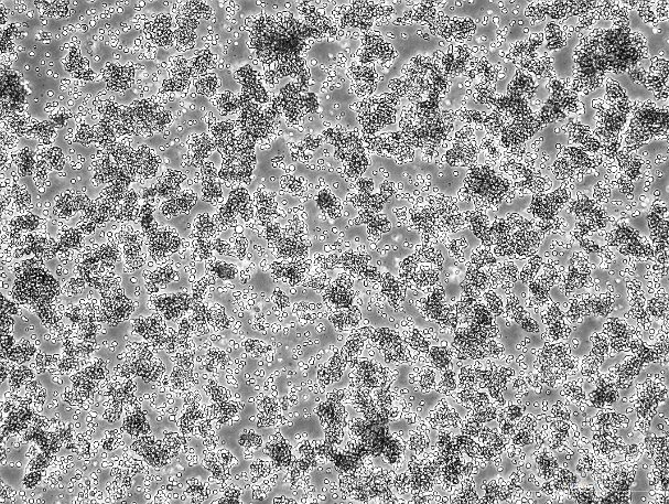 OriCell<sup>®</sup>L5178Y TK+/- clone (3.7.2C)小鼠淋巴瘤细胞系