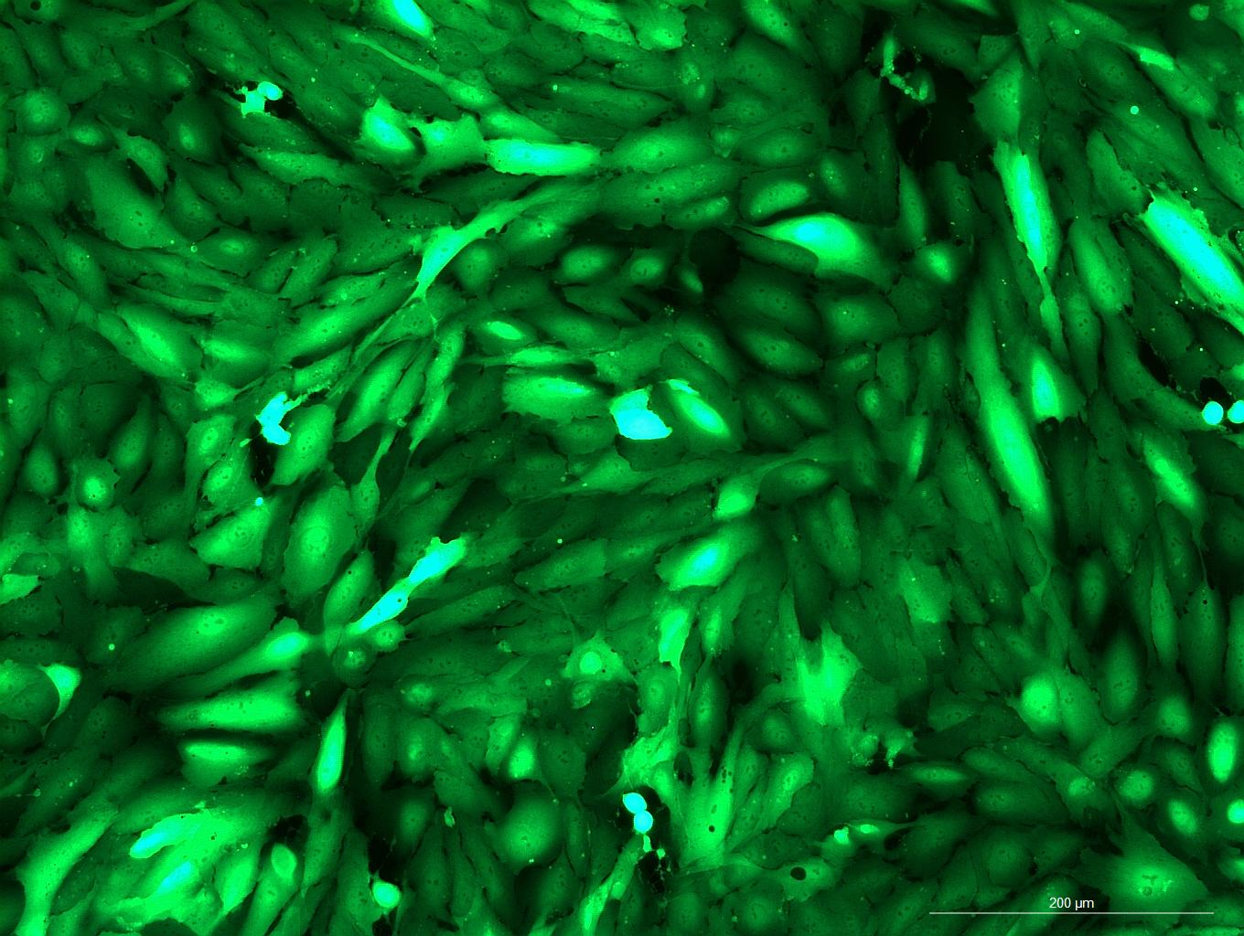 None OriCell<sup>®</sup>ARPE-19 with GFP H8-0603