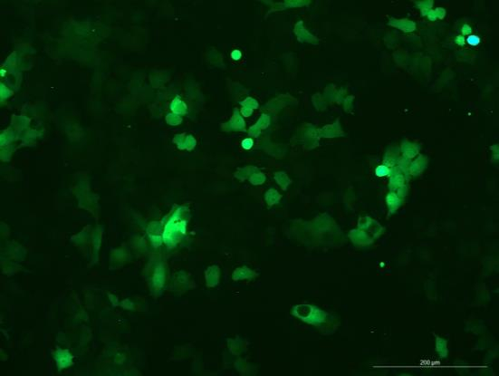None OriCell<sup>®</sup>FaDu with Luciferase & GFP H1-0105