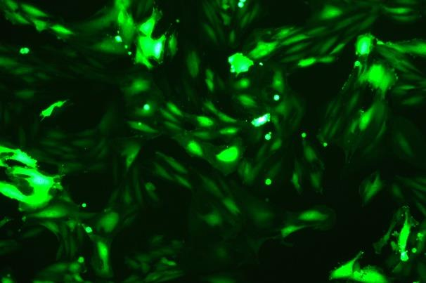 None OriCell<sup>®</sup>H9c2(2-1) with GFP R3-0103