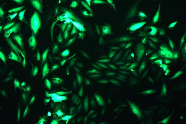 None OriCell<sup>®</sup>A-498 with GFP H4-2303
