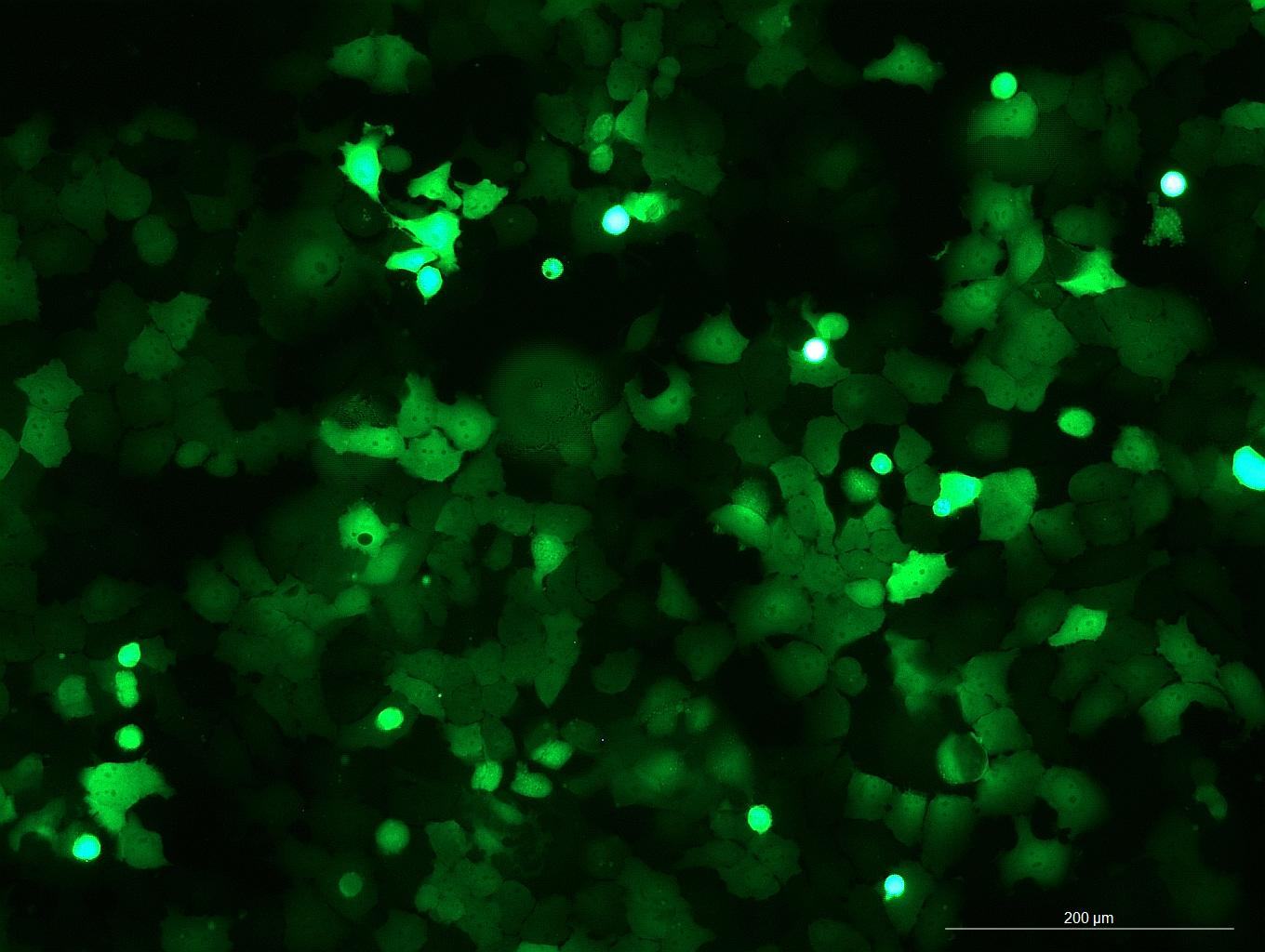 None OriCell<sup>®</sup>FaDu with GFP H1-0103