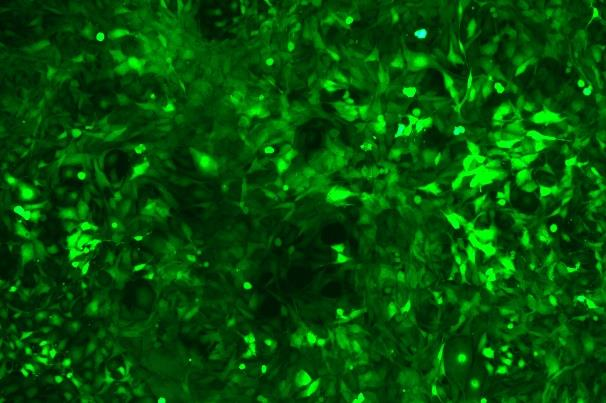 None OriCell<sup>®</sup>HT-22 with GFP M8-0203