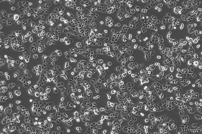 None OriCell<sup>®</sup>HCC1428 人乳腺腺癌细胞系 H1-8601