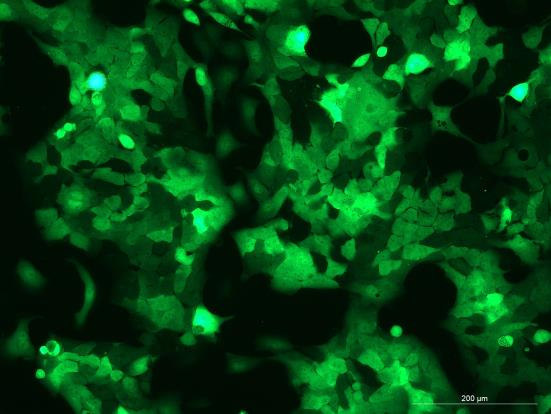 None HCC827 with GFP H0-1003