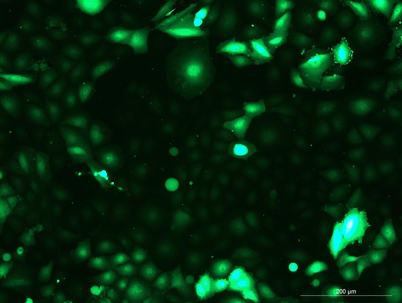 None OriCell<sup>®</sup>NCI-H1650 with GFP H0-3003