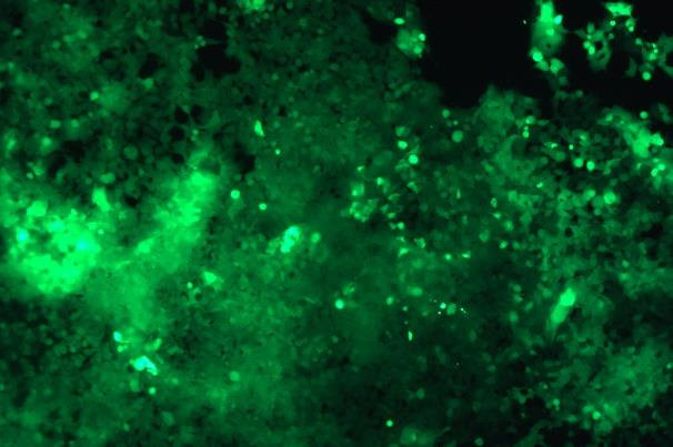 None OriCell<sup>®</sup>293T with Luciferase & GFP H4-1405