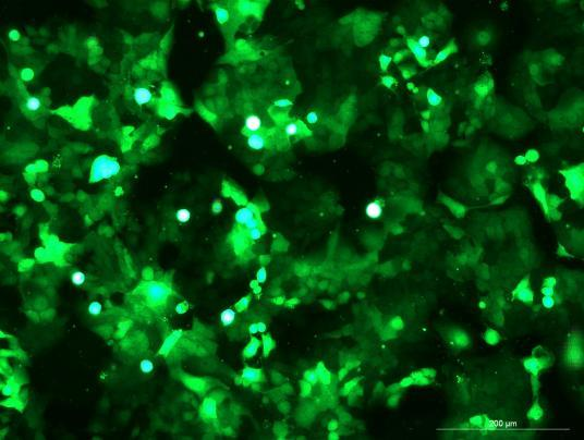 None OriCell<sup>®</sup>Ishikawa with GFP H6-0903