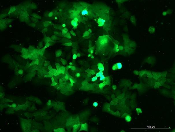 None OriCell<sup>®</sup>NCI-H441 with GFP H0-2003