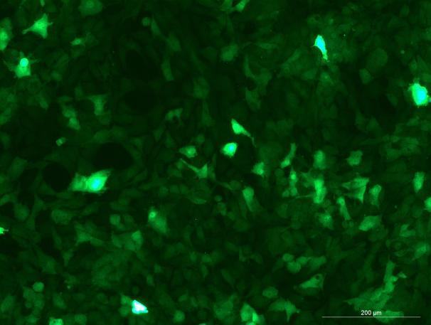 None OriCell<sup>®</sup>TM3 with GFP M6-0503