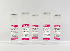 None OriCell<sup>®</sup>带有红色荧光蛋白基因的重组慢病毒 LVRN-10021