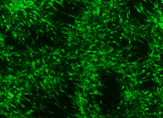 GFP/RFP标记的骨髓间充质干细胞(BMSC)