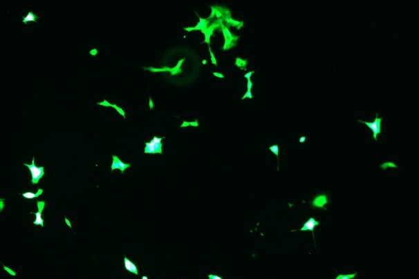 OriCell<sup>®</sup>22RV1 with Luciferase & GFP