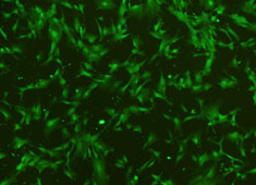 C57BL/6小鼠脂肪间质干细胞/GFP C57BL/6小鼠脂肪间质干细胞/GFP MUBMD-01101