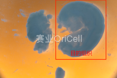 保留大脑皮层组织