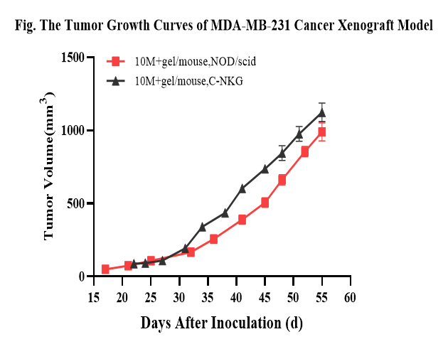 MDA-MB-231细胞系成瘤验证
