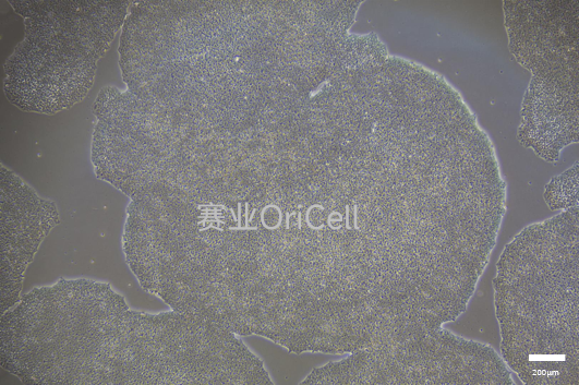 OriCell®iPSC完全培养基