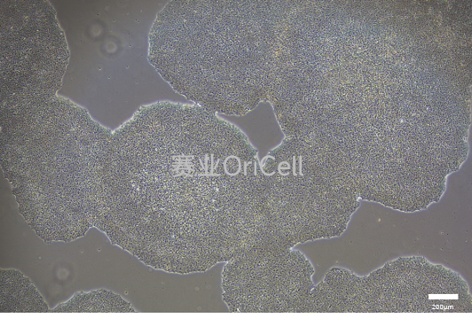 OriCell®iPSC完全培养基