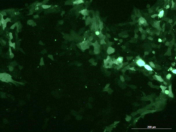 None OriCell<sup>®</sup>4T1 with GFP M2-0203