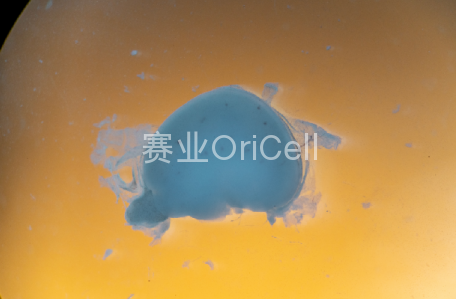 剔除脑血管膜、脑干