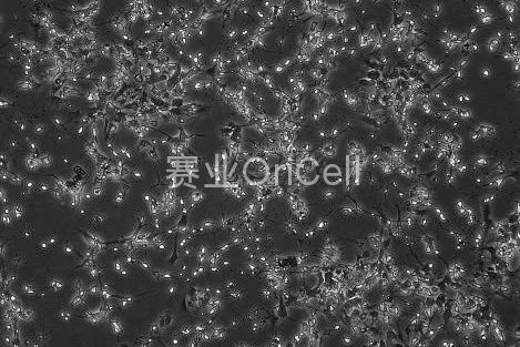 显微镜下的银河-细胞形态