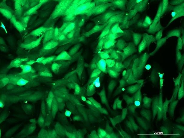 None OriCell<sup>®</sup>786-O with GFP H4-0403