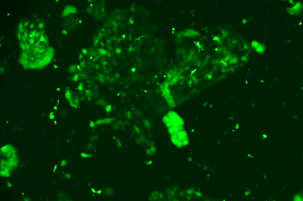 OriCell<sup>®</sup>A-431 with Luciferase & GFP