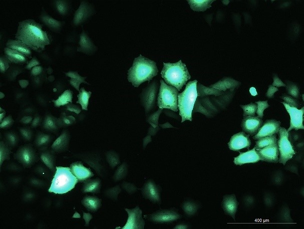 OriCell<sup>®</sup>A549 with GFP