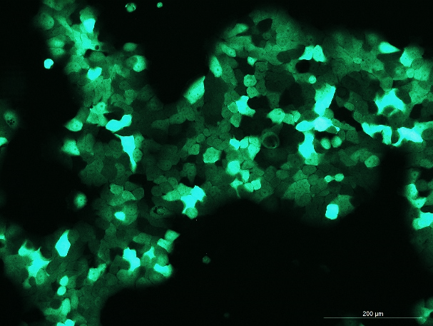 OriCell<sup>®</sup>BXPC-3 with GFP