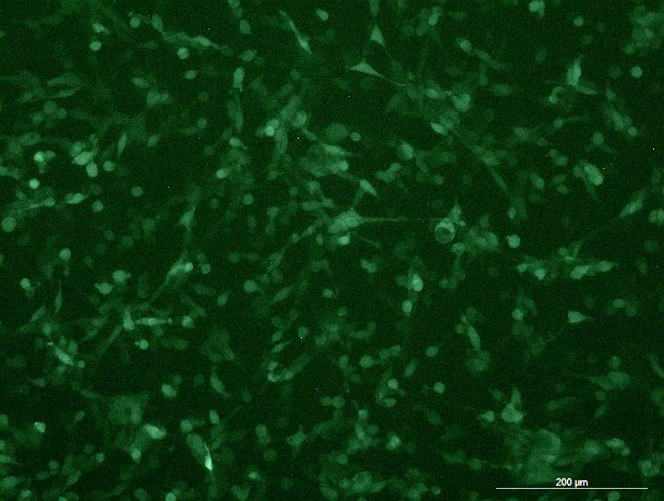 None OriCell<sup>®</sup>CT26.WT with Luciferase & GFP M1-0105