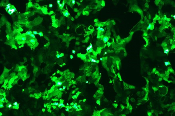 None OriCell<sup>®</sup>Calu-3 with GFP H0-1803