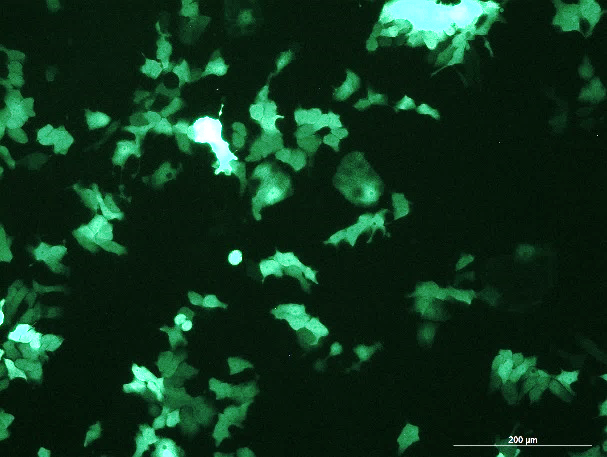 OriCell<sup>®</sup>BXPC-3 with Luciferase & GFP