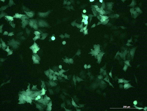 None OriCell<sup>®</sup>Hela with Luciferase & GFP None