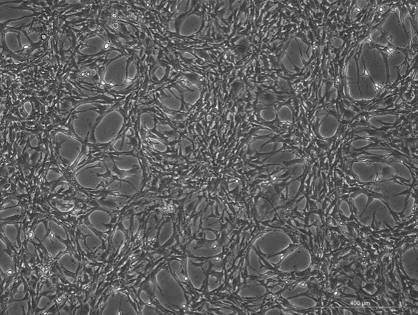 OriCell<sup>®</sup>HBZY-1大鼠肾小球系膜细胞系