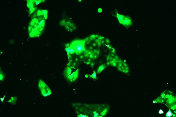 OriCell<sup>®</sup>HCC827 with Luciferase & GFP