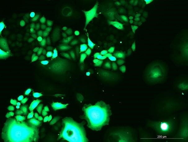 OriCell<sup>®</sup>HCT-15 with GFP