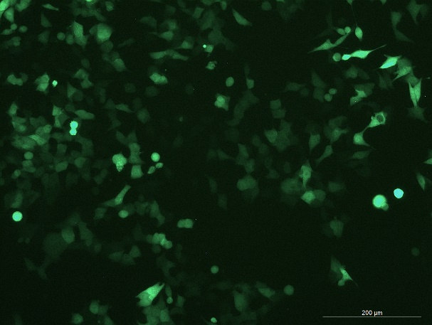 None OriCell<sup>®</sup>HCT 116 with GFP H1-0403