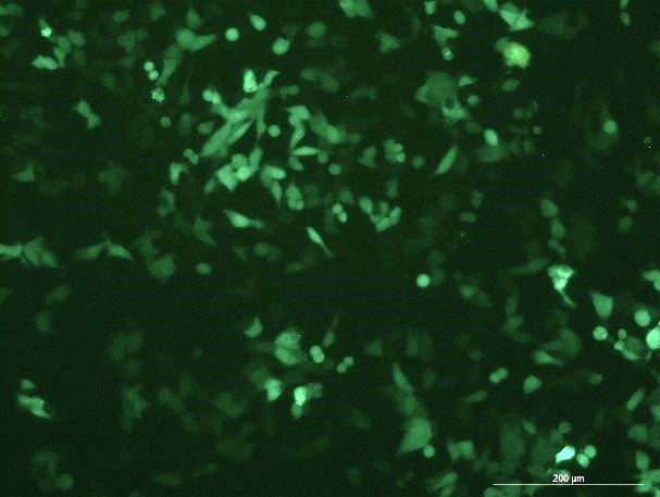 OriCell<sup>®</sup>HCT 116 with Luciferase & GFP