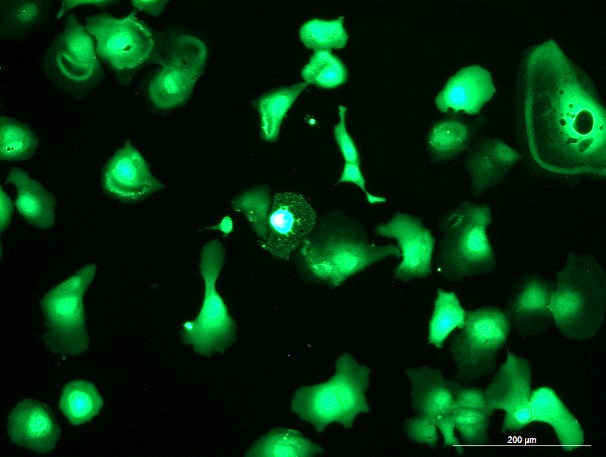 None OriCell<sup>®</sup>HEP 3B2.1-7 with GFP H1-1603