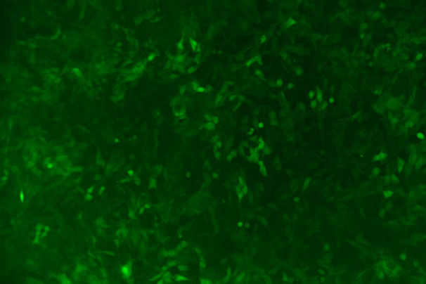 OriCell<sup>®</sup>HT-22 with Luciferase & GFP
