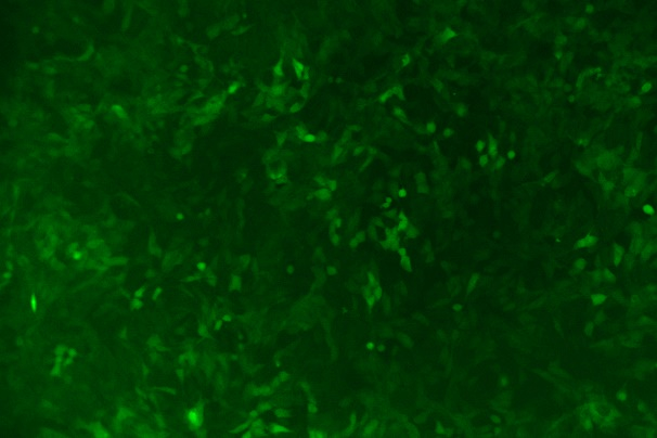 None OriCell<sup>®</sup>HT-22 with Luciferase & GFP M8-0205