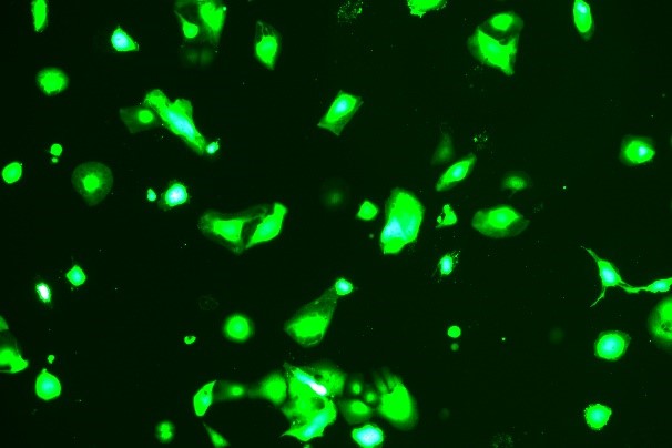 OriCell<sup>®</sup>HuH-7 with GFP