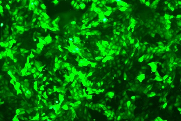 None OriCell<sup>®</sup>IPEC-J2 with GFP P1-0103