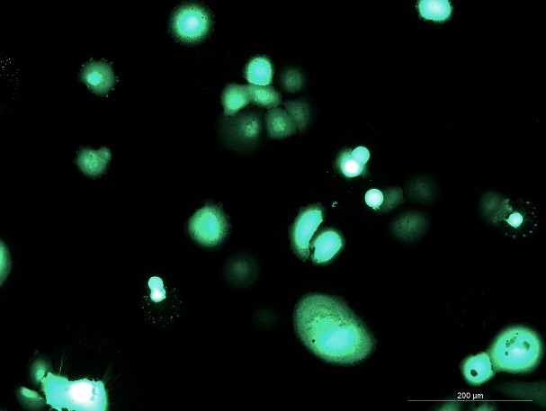 OriCell<sup>®</sup>KYSE520 with GFP