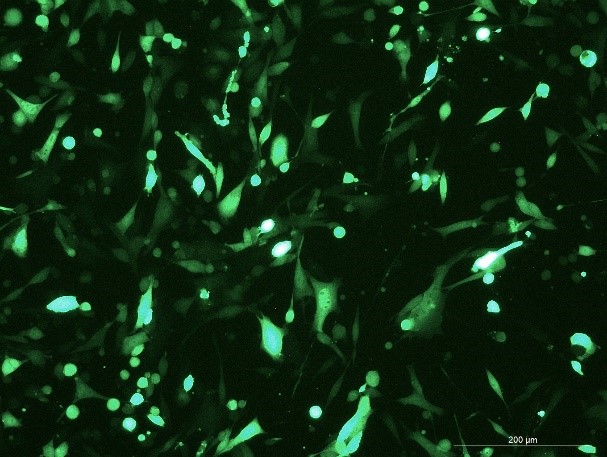 OriCell<sup>®</sup>MBT2 with GFP