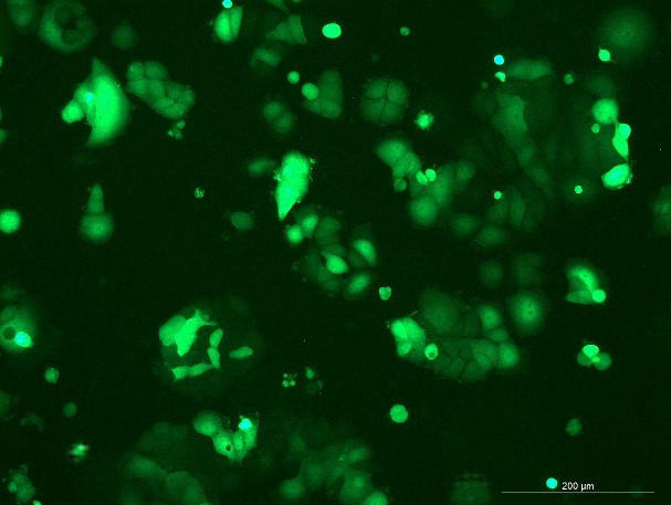 None OriCell<sup>®</sup>MCF-7 with Luciferase & GFP H2-0205