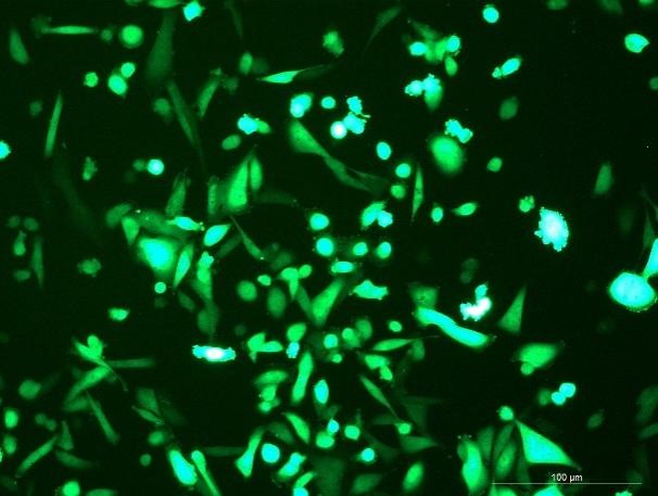 OriCell<sup>®</sup>MDA-MB-231 with Luciferase & GFP