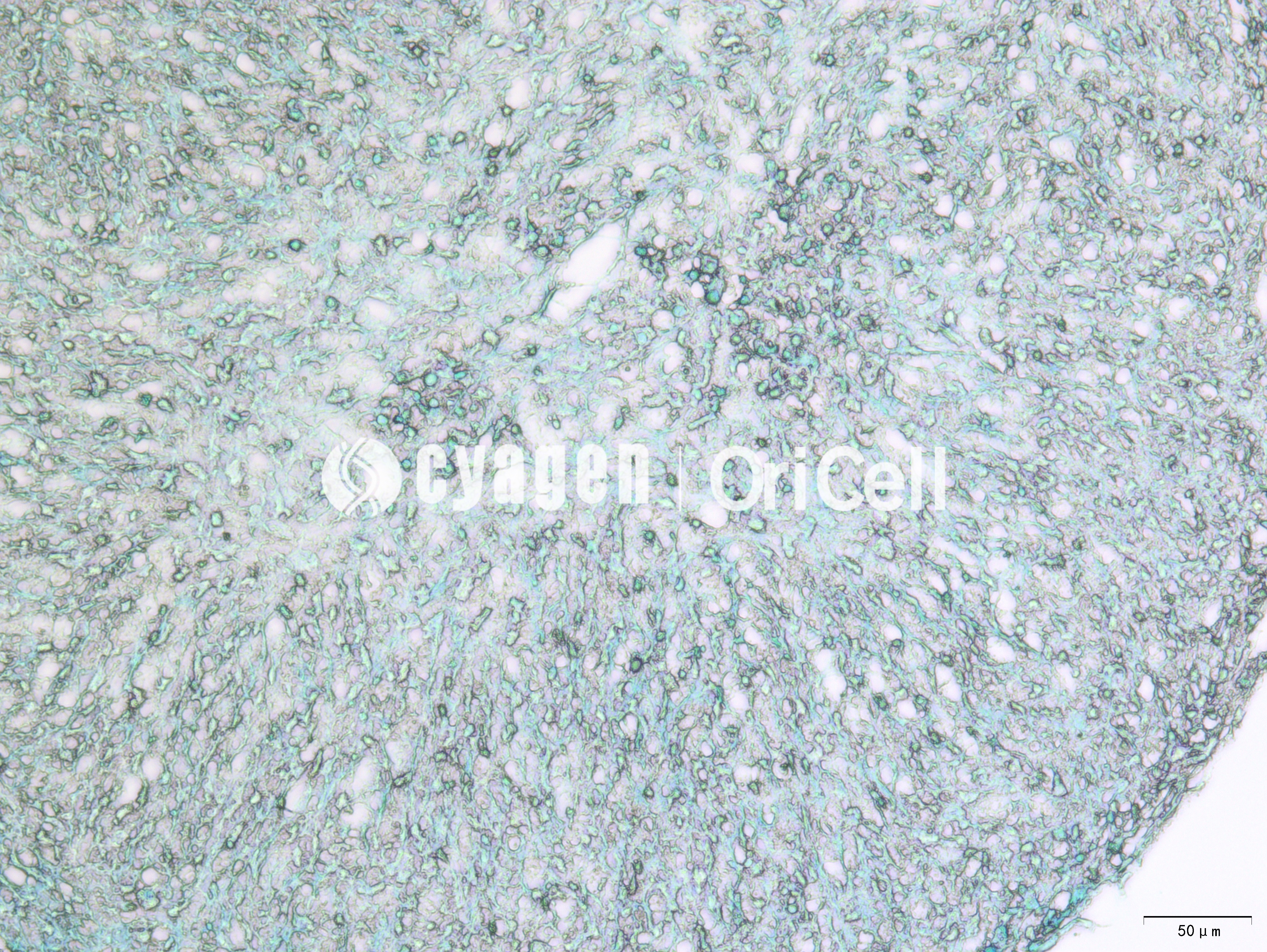 干细胞成软骨诱导分化